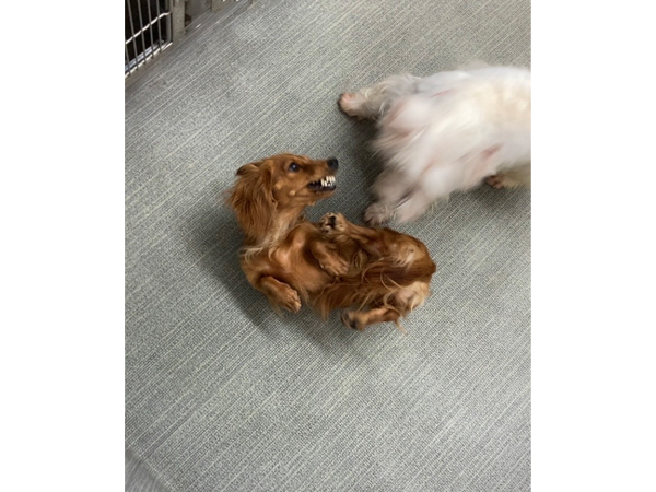 生徒が撮影したモデル犬☆